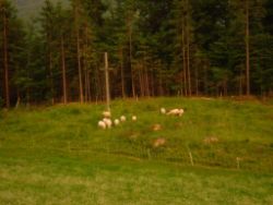2013-06-22_Hirschhoerndl_Jochberg (585).JPG